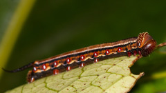 Cephonodes janus simplex