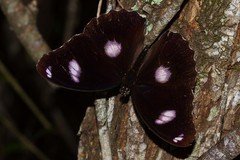 Hypolimnas bolina nerina