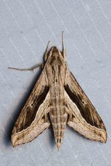 Hippotion velox