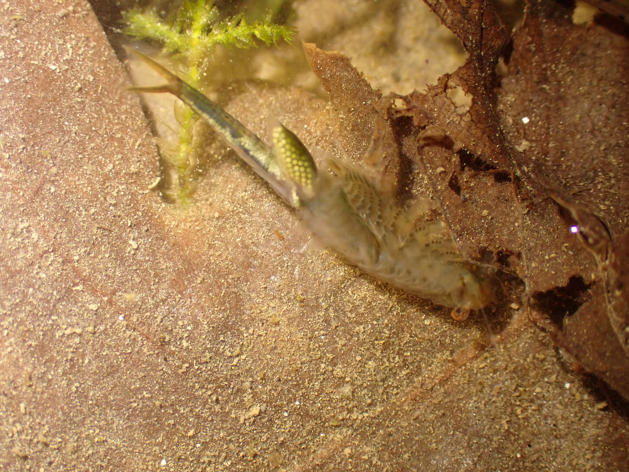 Chirocephalus diaphanus Prévost, 1803