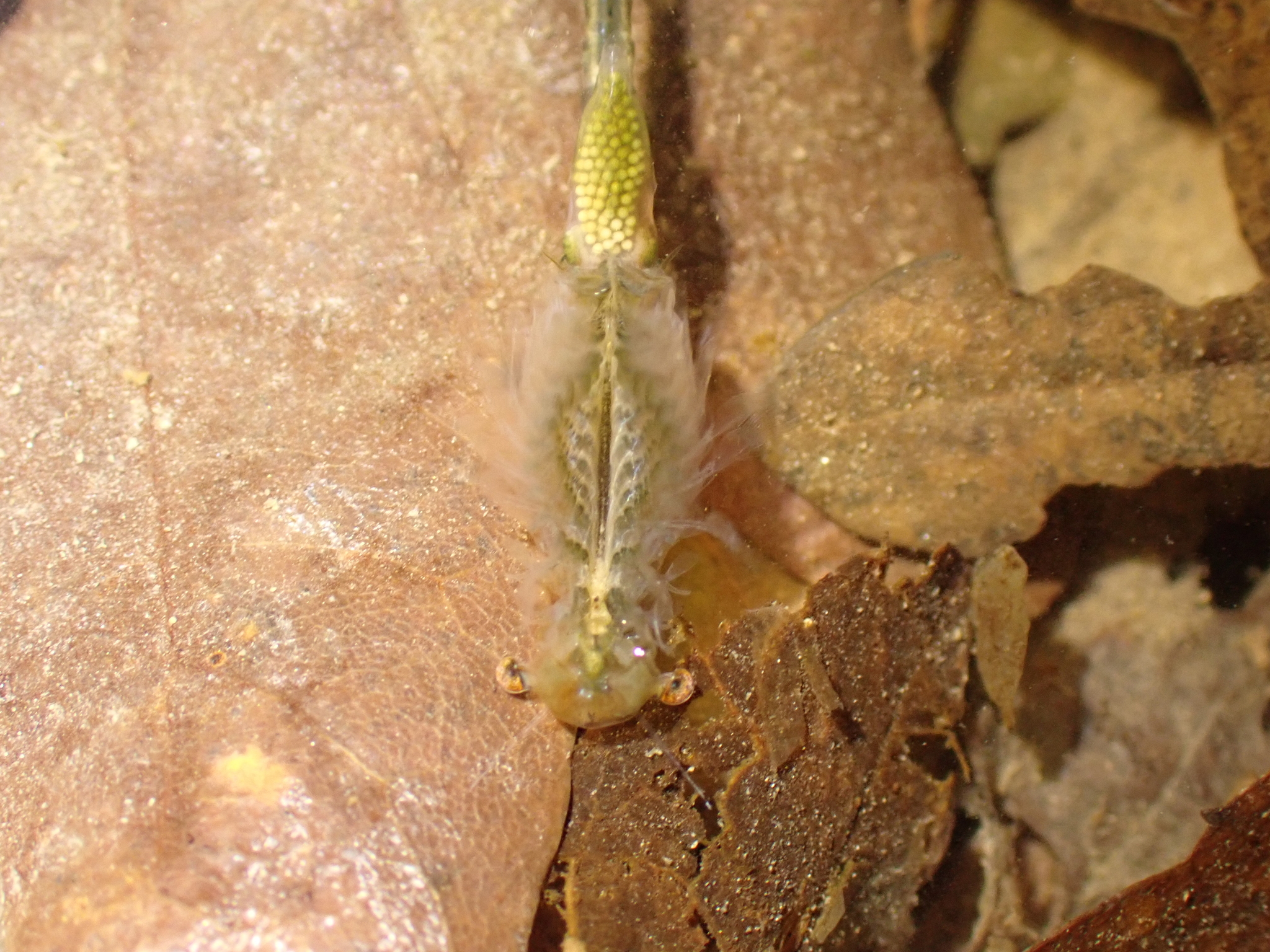Chirocephalus diaphanus Prévost, 1803