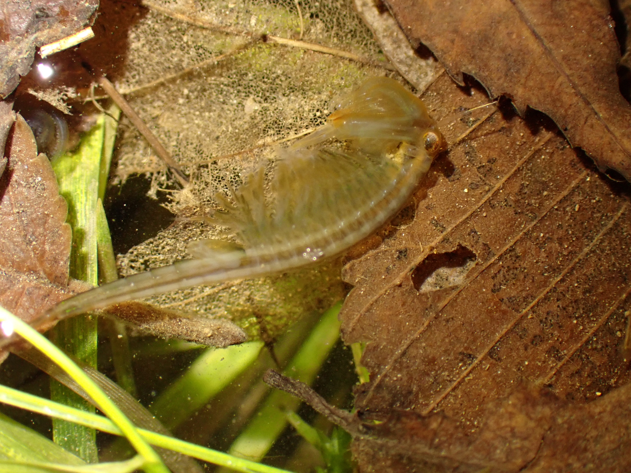 Chirocephalus diaphanus Prévost, 1803