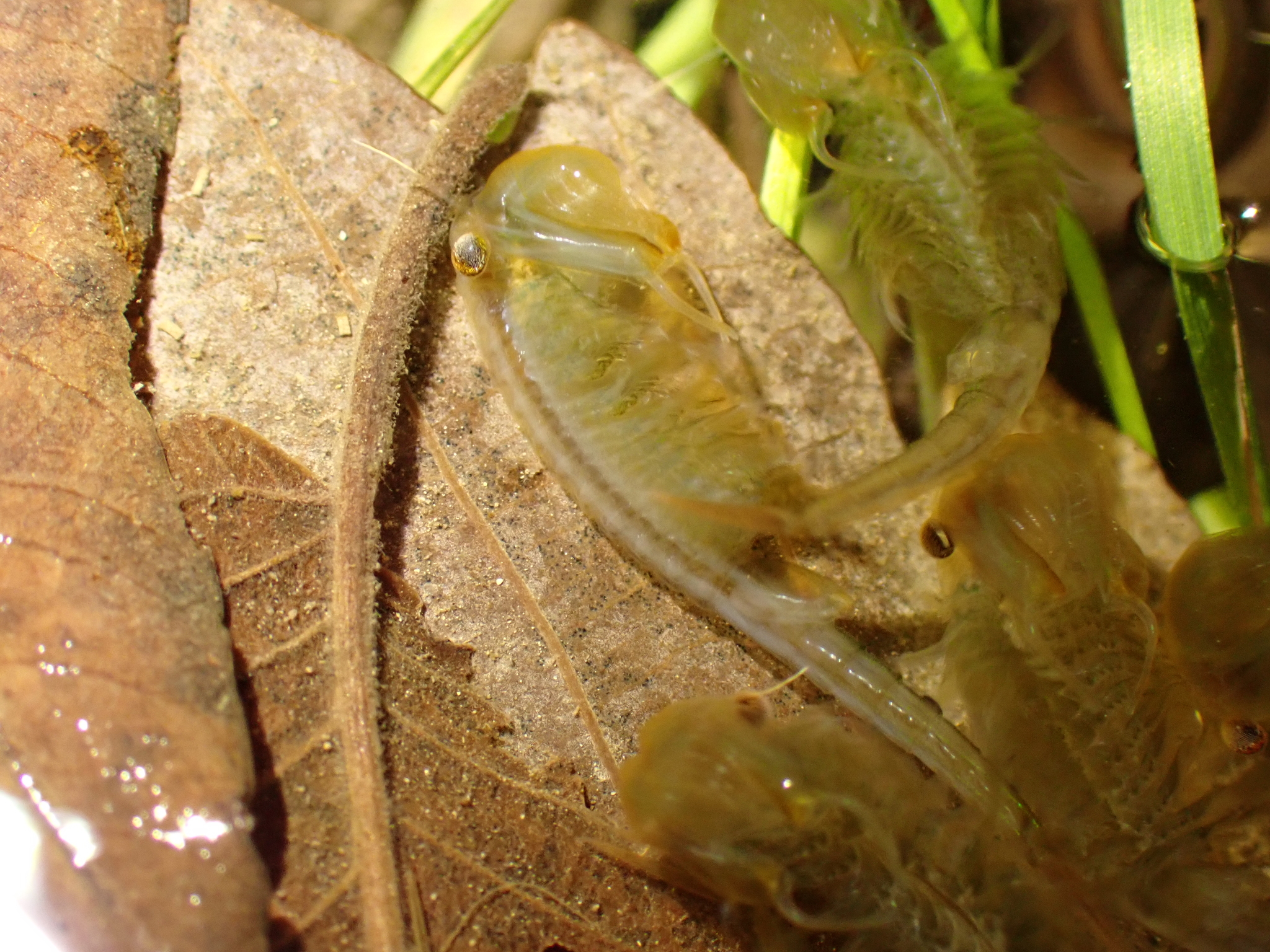 Chirocephalus diaphanus Prévost, 1803