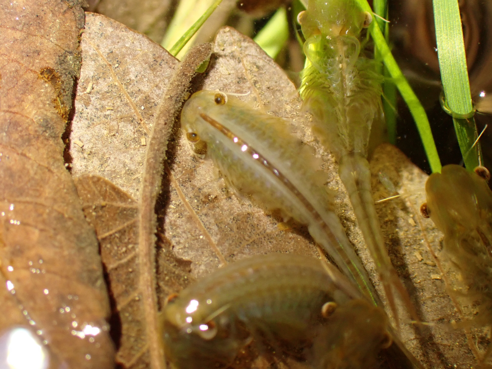 Chirocephalus diaphanus Prévost, 1803