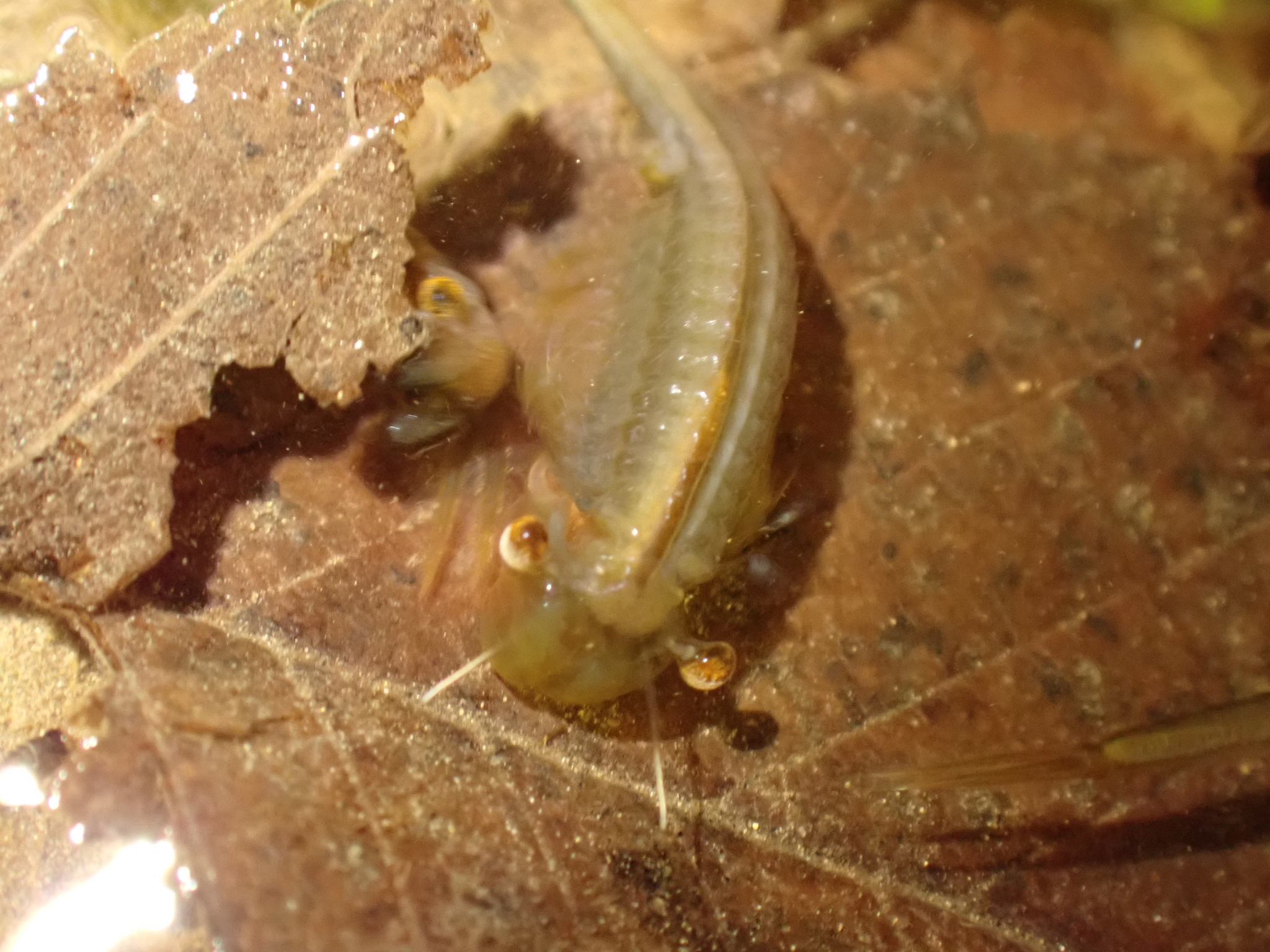 Chirocephalus diaphanus Prévost, 1803