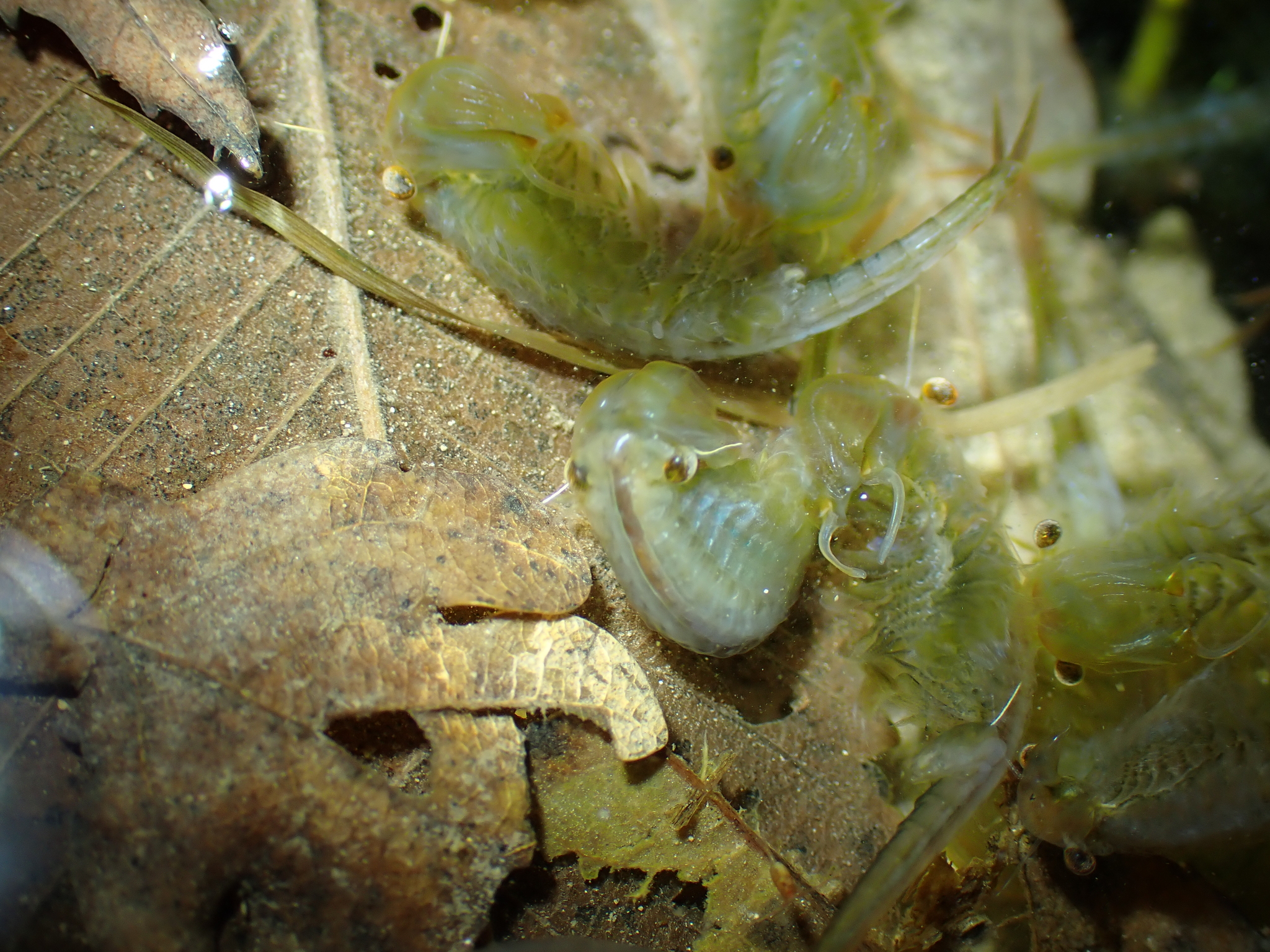 Chirocephalus diaphanus Prévost, 1803