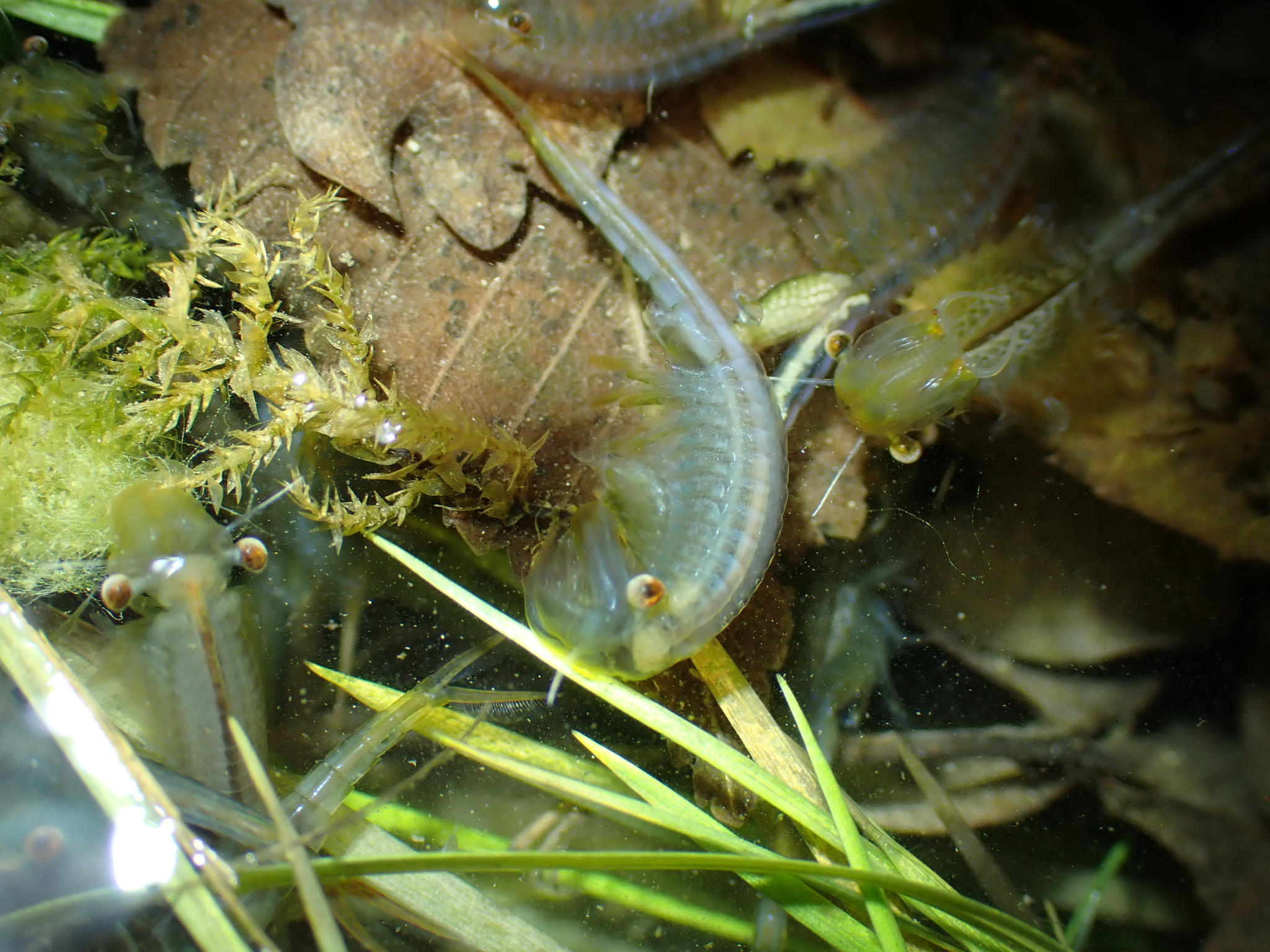Chirocephalus diaphanus Prévost, 1803