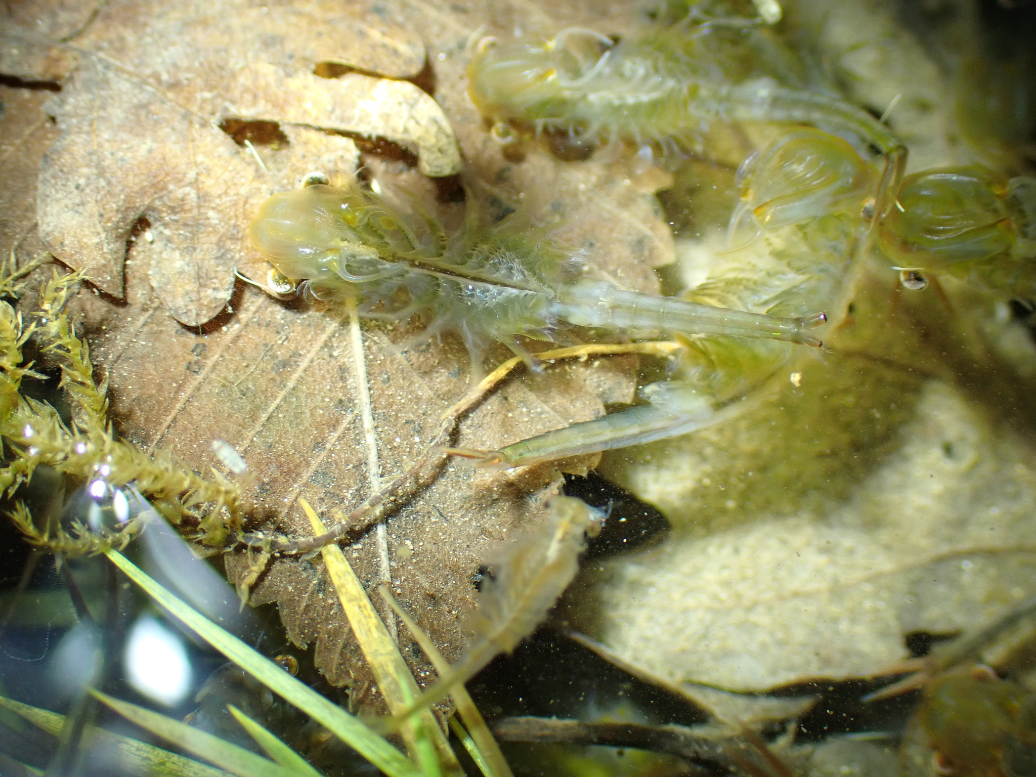 Chirocephalus diaphanus Prévost, 1803