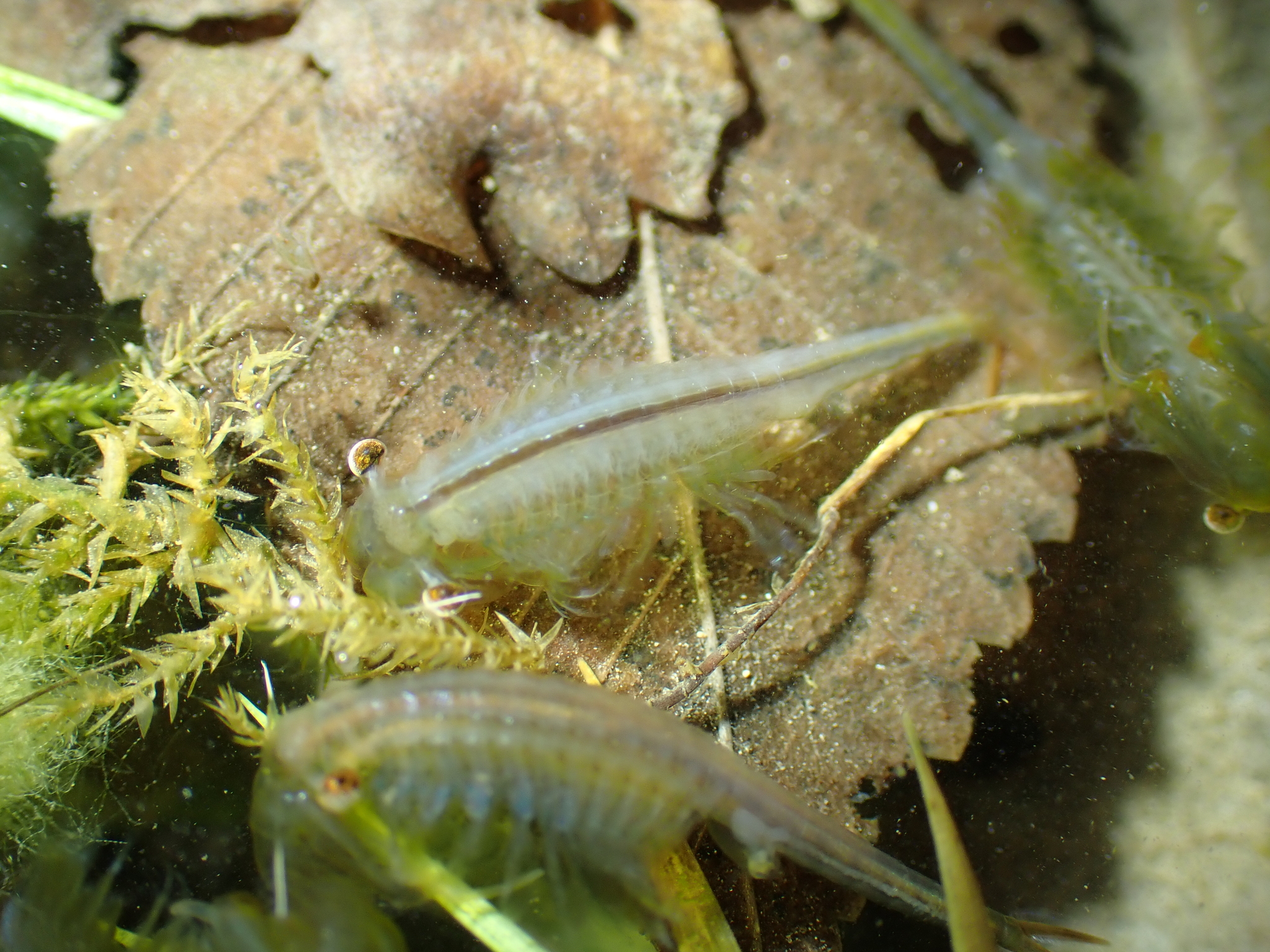 Chirocephalus diaphanus Prévost, 1803