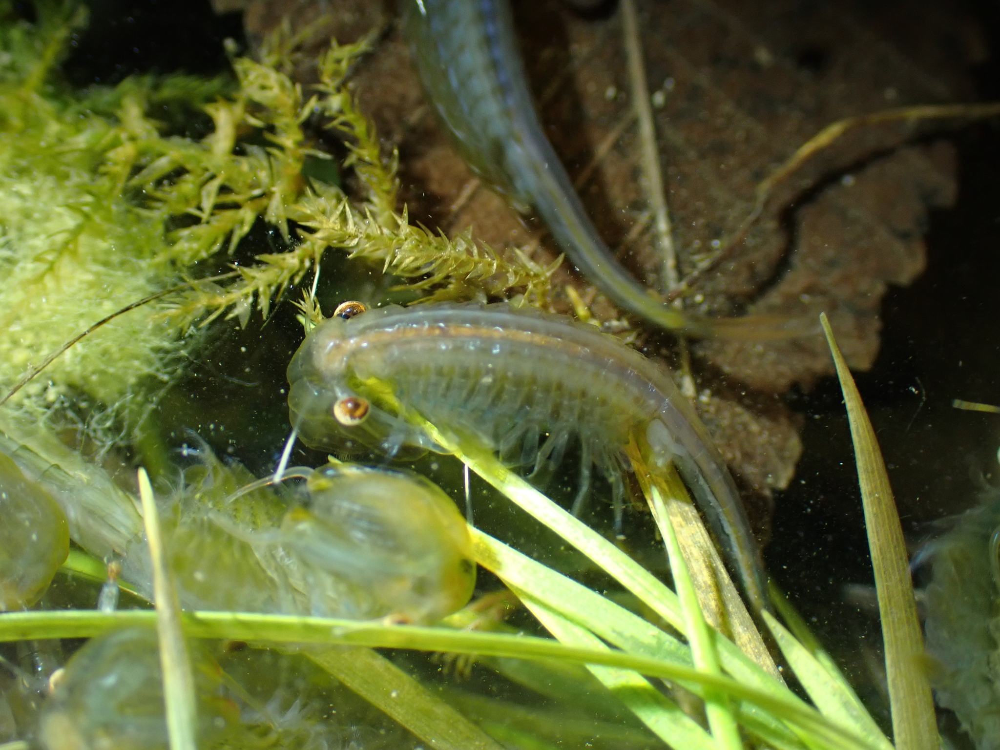 Chirocephalus diaphanus Prévost, 1803
