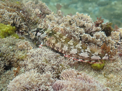 Lace klipfish (Blennioclinus brachycephalus) — Clinidae