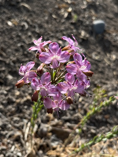 Alstroemeria revoluta