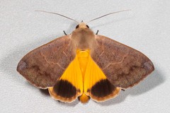Ophiusa disjungens