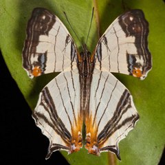 Cyrestis whitmei