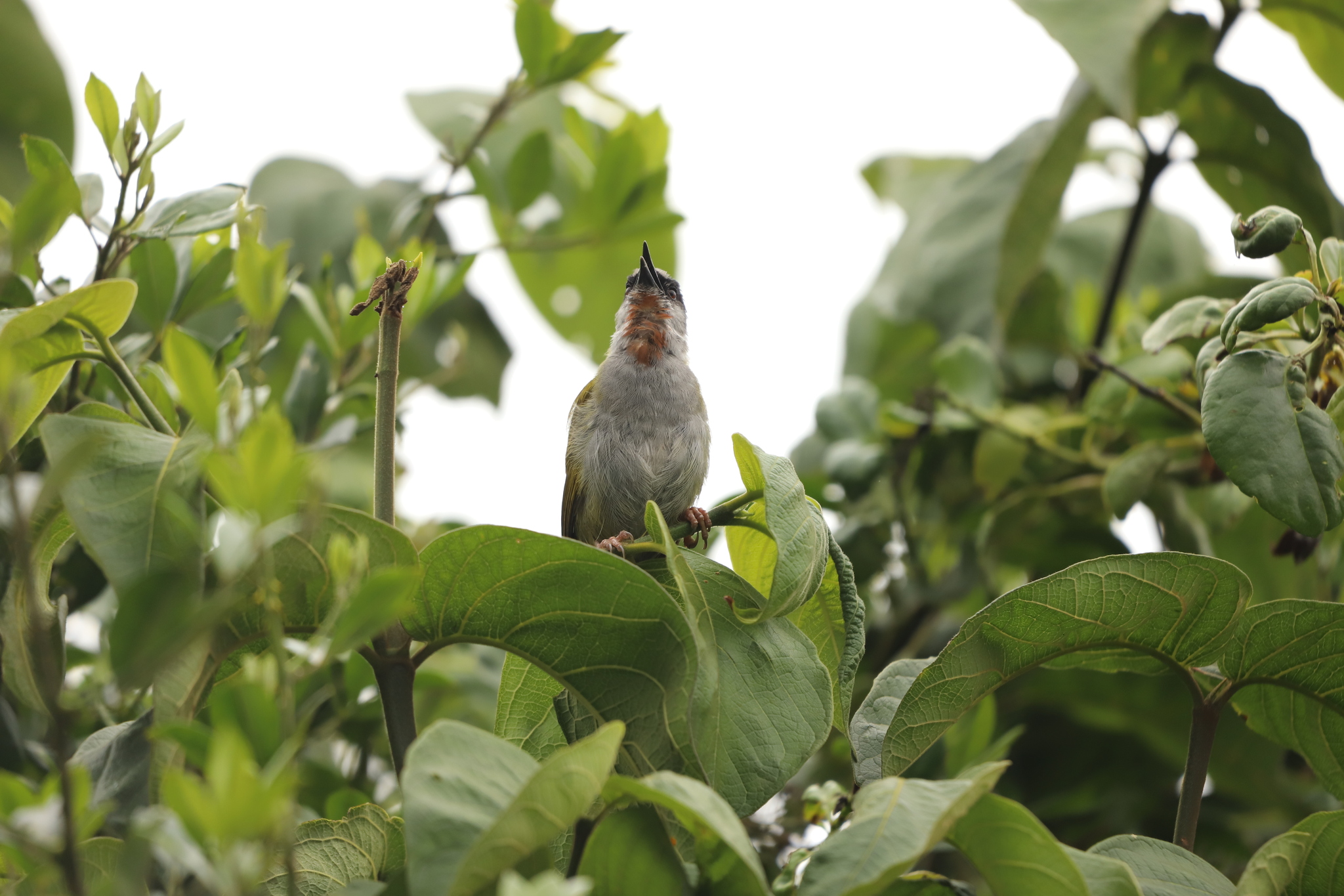 Grey-capped Warbler (Eminia lepida), photo 5