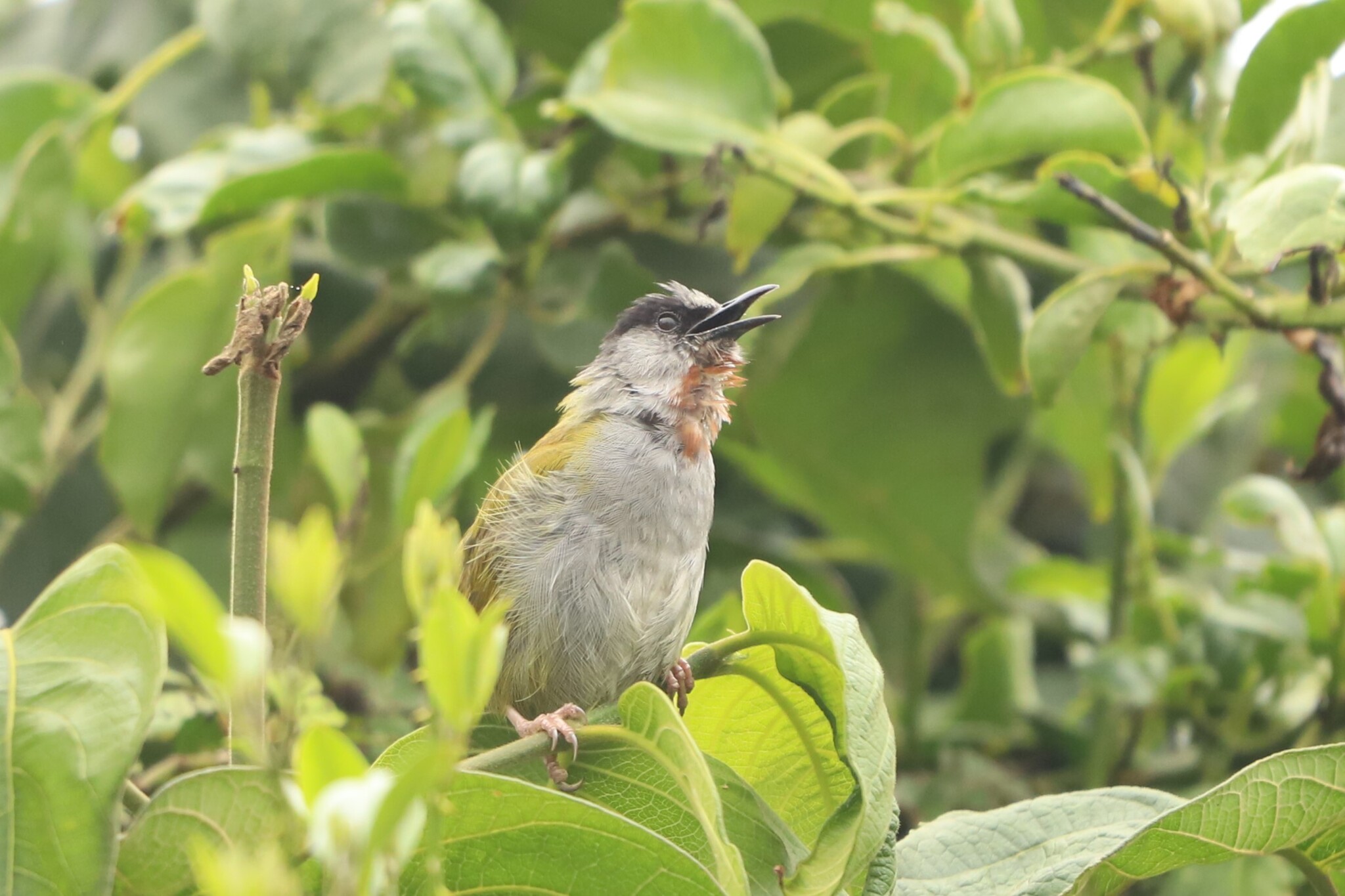 Grey-capped Warbler (Eminia lepida), photo 8