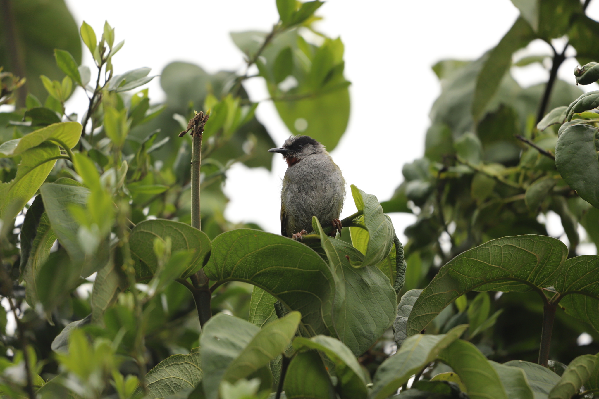 Grey-capped Warbler (Eminia lepida), photo 6