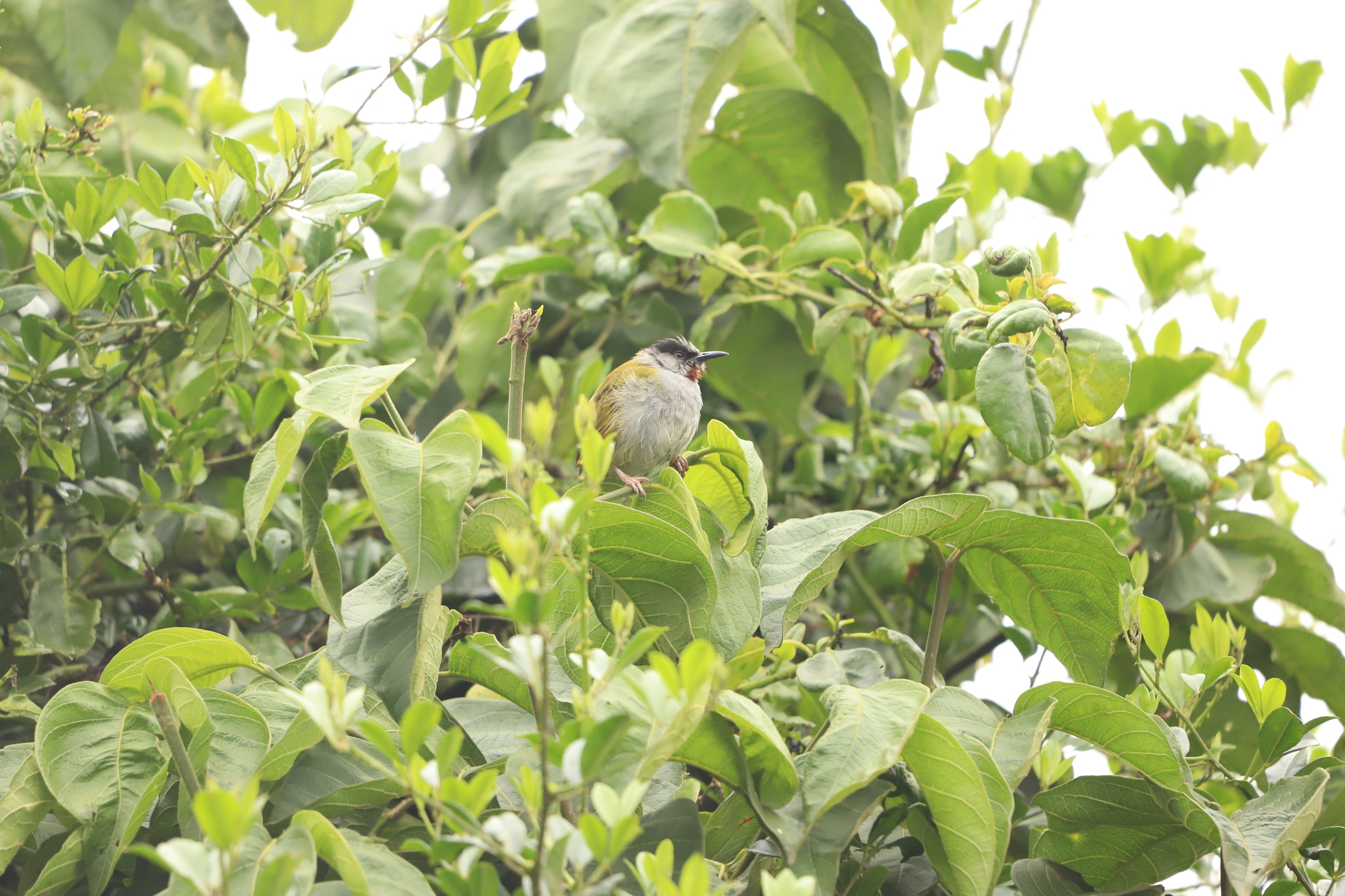 Grey-capped Warbler (Eminia lepida), photo 9