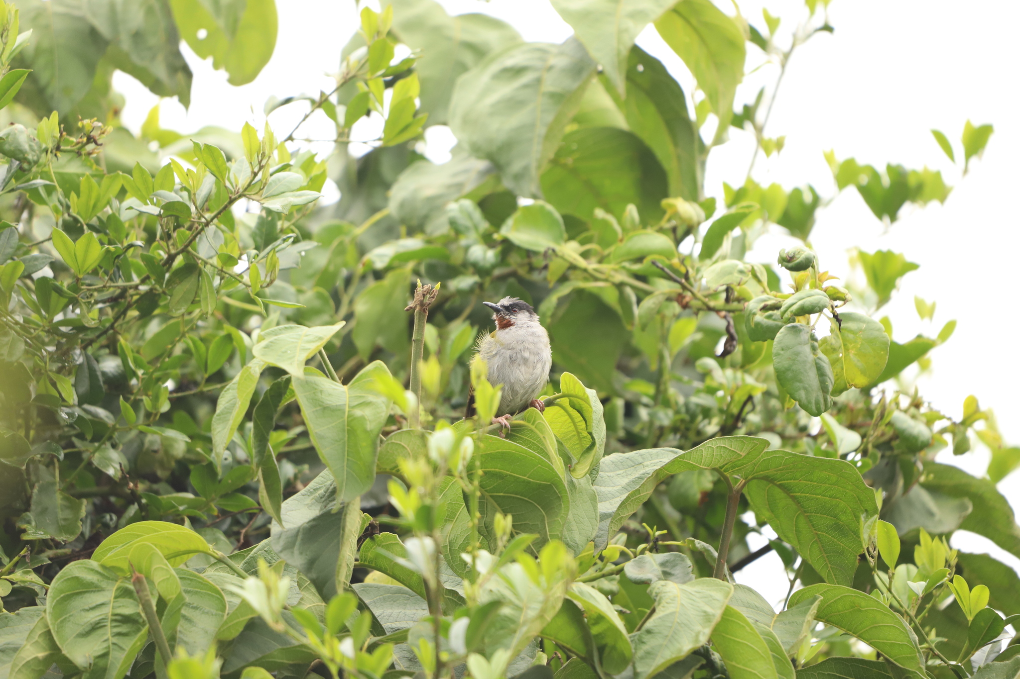 Grey-capped Warbler (Eminia lepida), photo 10
