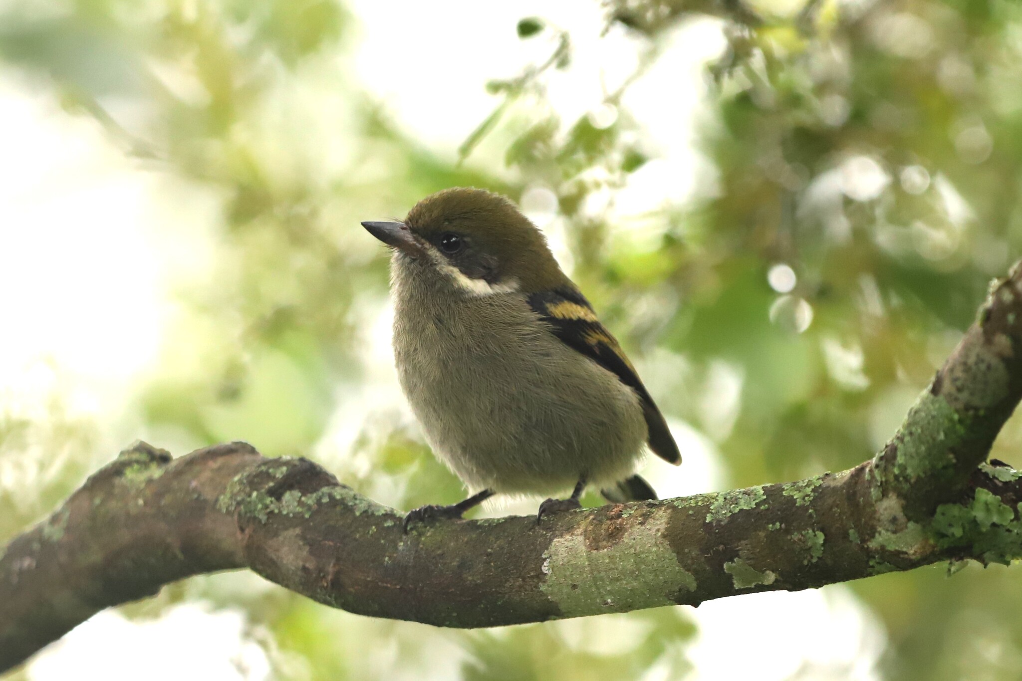 Moustached Tinkerbird (Pogoniulus leucomystax), photo 2