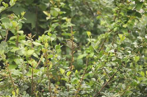 Moustached Tinkerbird (Pogoniulus leucomystax)