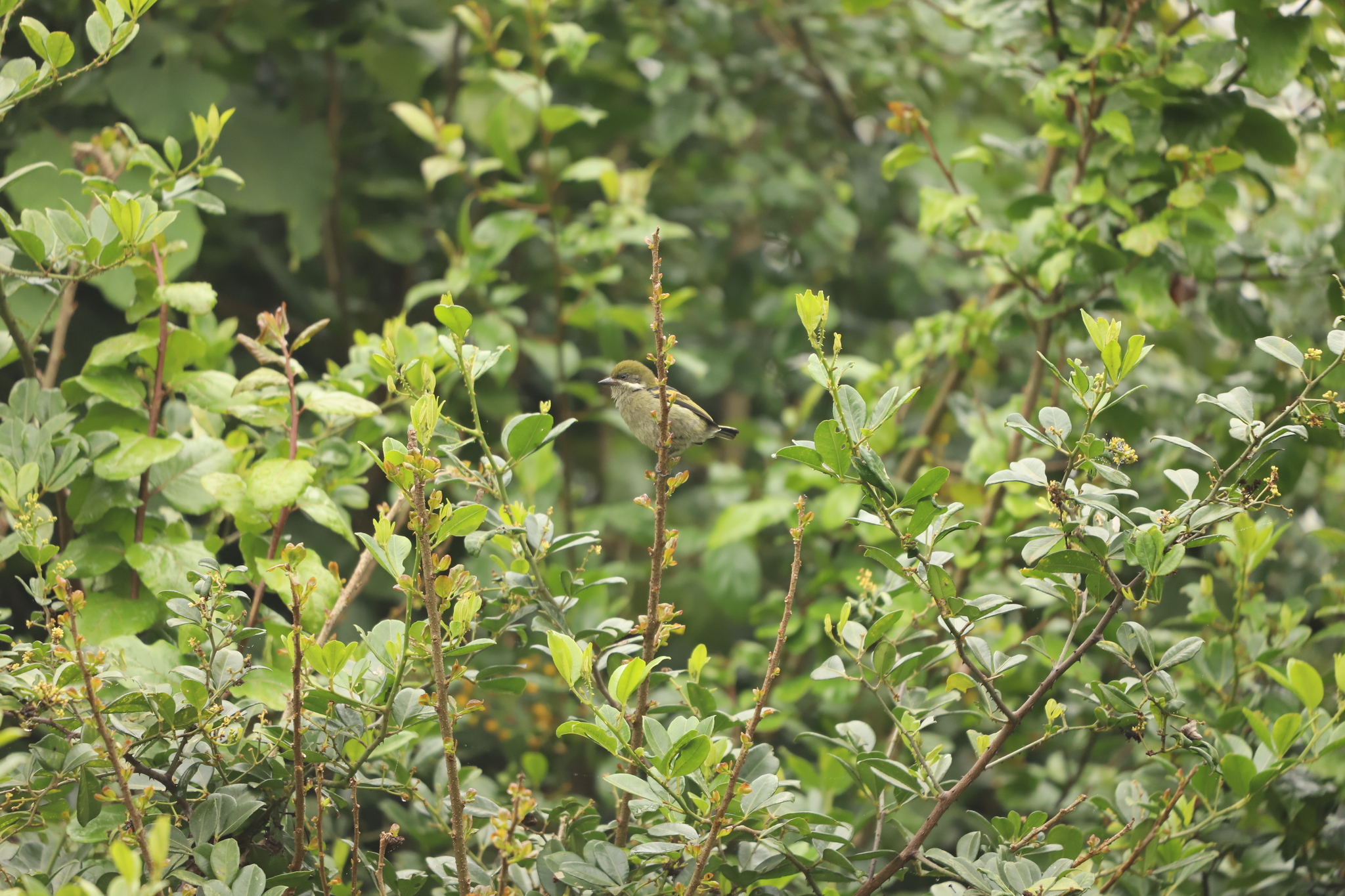 Moustached Tinkerbird (Pogoniulus leucomystax), photo 1