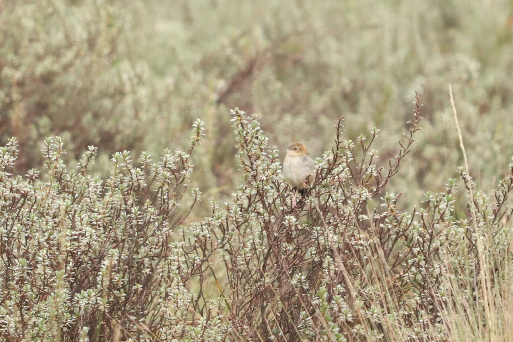 Hunter's Cisticola (Cisticola hunteri), photo 2