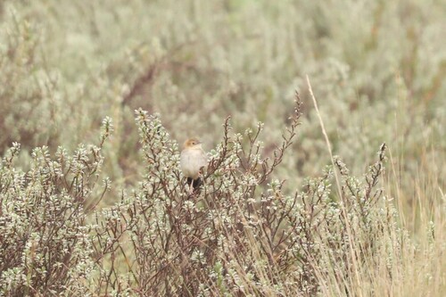 Hunter's Cisticola (Cisticola hunteri), photo 3