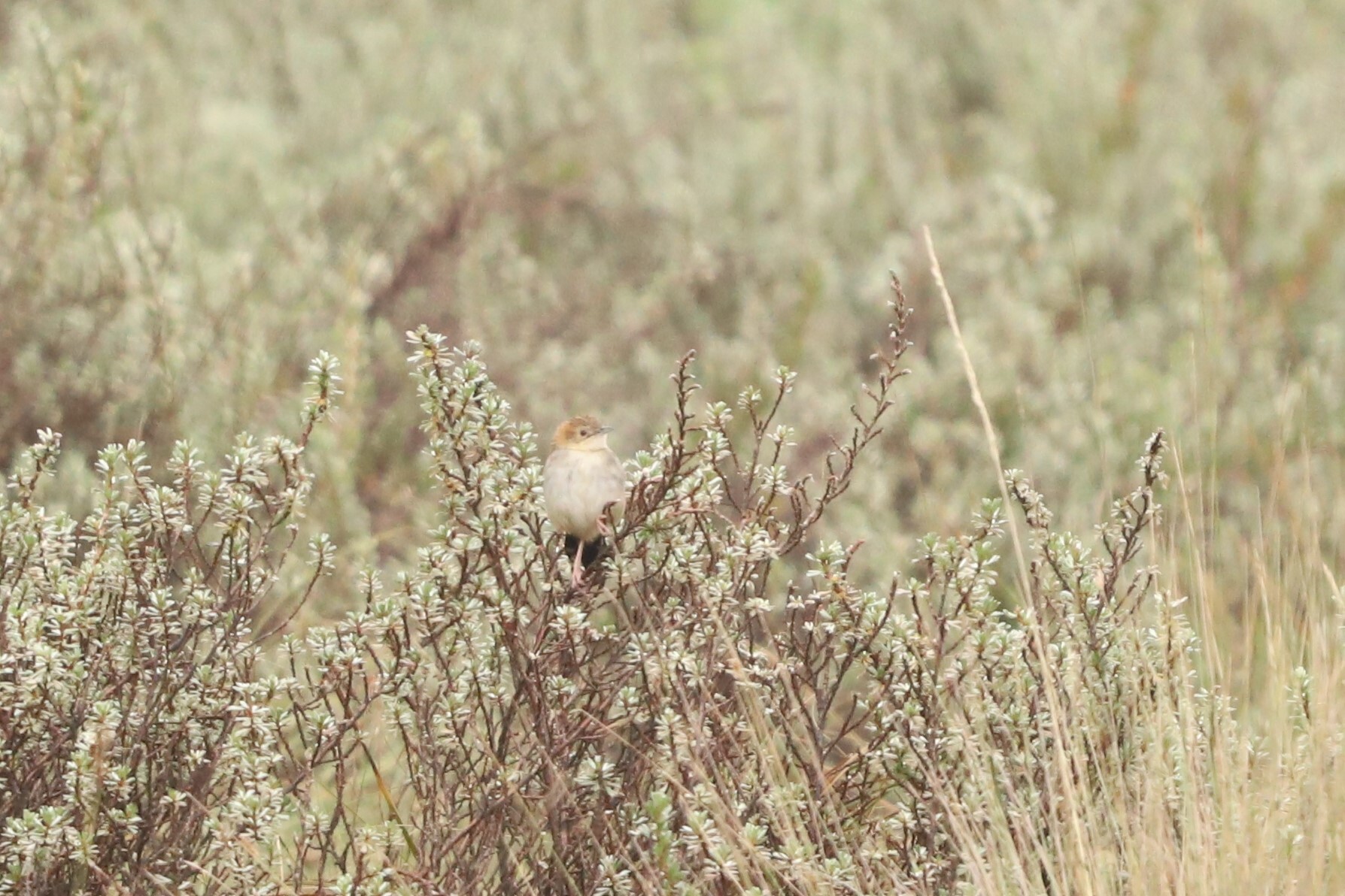 Hunter's Cisticola (Cisticola hunteri), photo 3