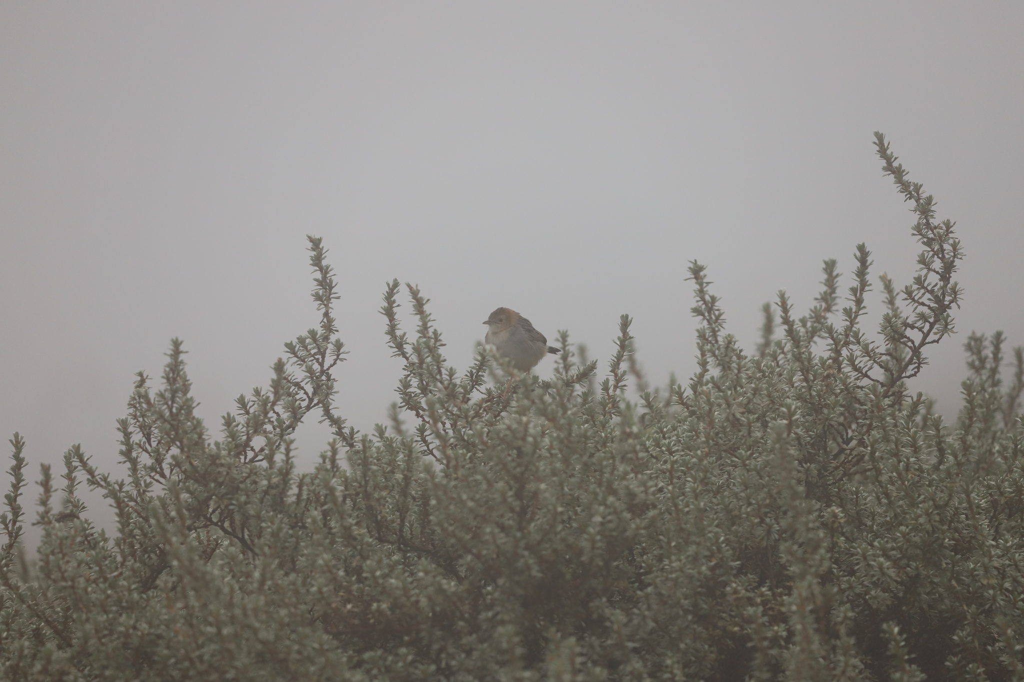 Hunter's Cisticola (Cisticola hunteri), photo 4