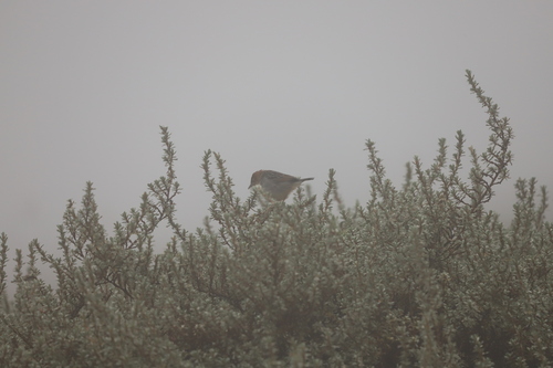 Hunter's Cisticola (Cisticola hunteri), photo 5