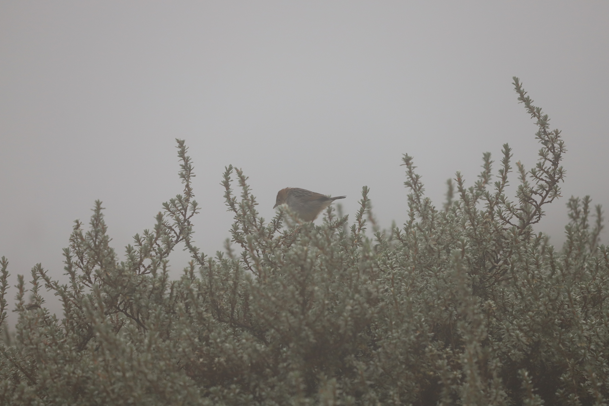 Hunter's Cisticola (Cisticola hunteri), photo 5