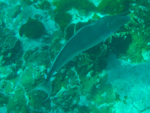 Humpback Unicornfish (Naso brachycentron)