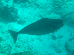 トサカハギ