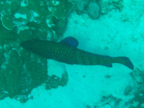 Peacock Grouper (Cephalopholis argus)