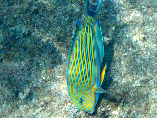 Striped Surgeonfish (Acanthurus lineatus)