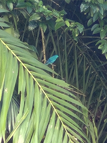 Swallow Tanager (Tersina viridis), photo 4
