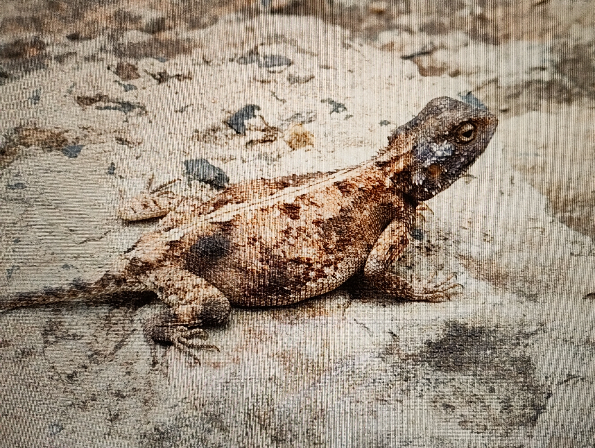 Agama aculeata Merrem, 1820