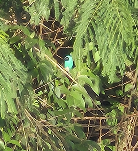 Swallow Tanager (Tersina viridis), photo 5