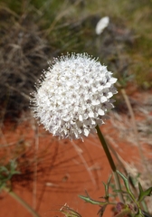 Trachymene glaucifolia