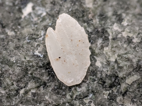 Chilean sea bass (Dissostichus eleginoides) — Nototheniidae