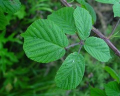 Rubus mucronulatus
