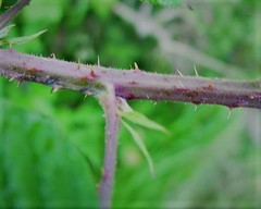 Rubus mucronulatus