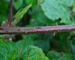 Rubus mucronulatus