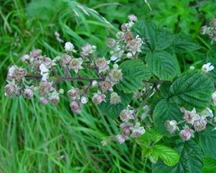 Rubus mucronulatus