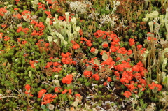 Cladonia coccifera