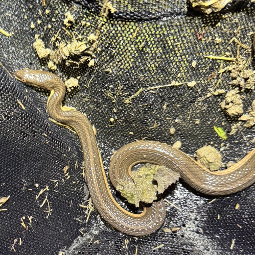 Graham's Crawfish Snake