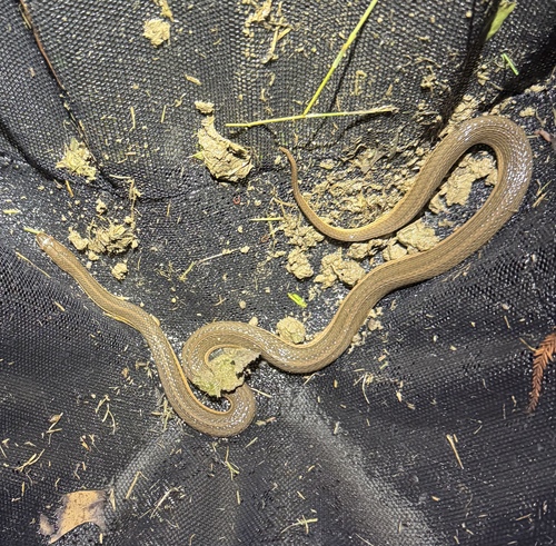 Graham's Crawfish Snake
