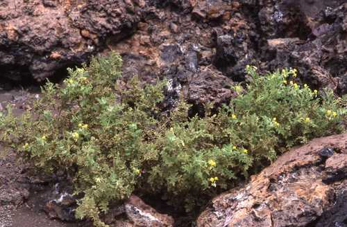 Solanum galapagense, photograph 3