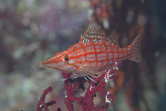 Oxycirrhites typus